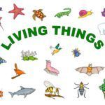 living things,lesson notes