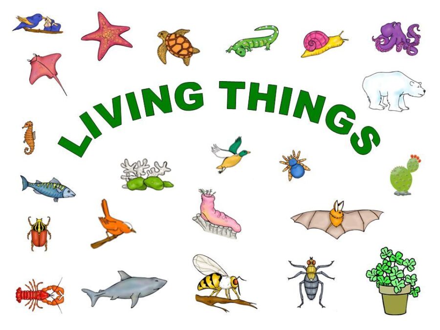 living things,lesson notes