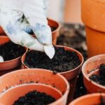 Planting Vegetable Crop Seed