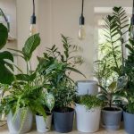 potted plants,quality environment