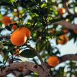 Common Plants And Their Fruits