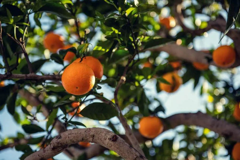 Common Plants And Their Fruits