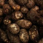 Tuber Crops