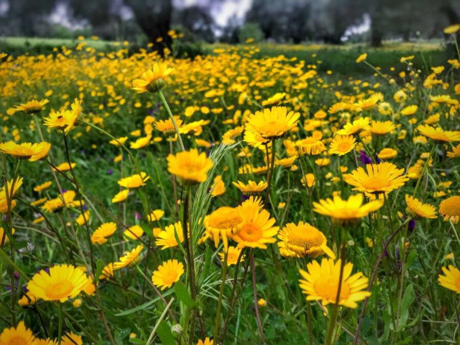 Examples Of Ornamental Crops