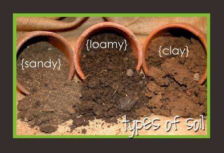 Soil,Loamy soil,Sandy soil