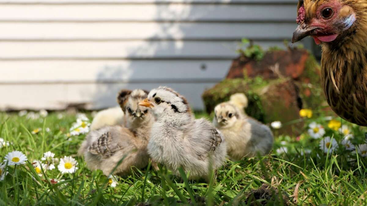 Farm Animals,Animals And Their Young Ones