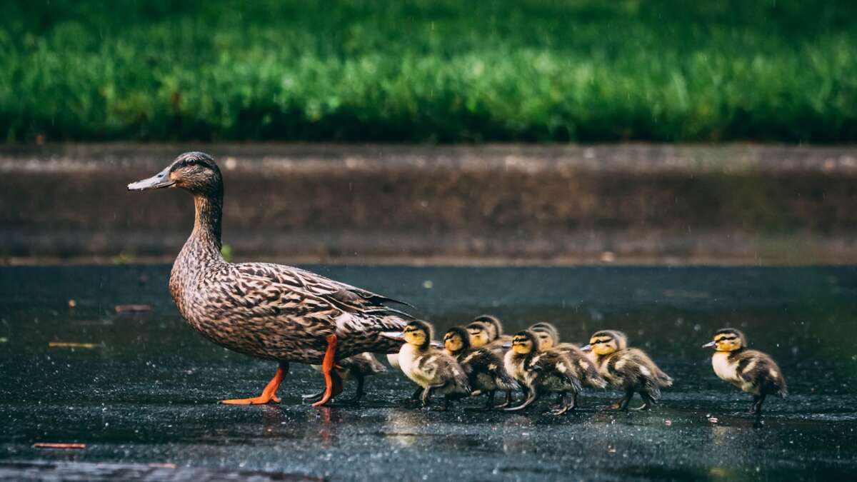 Farm Animals,Examples Of Animals That Live In Water,Examples Of Animals That Live On Land