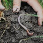 Usefulness Of Earthworms