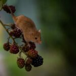 Description Of Rodents,Birds,Crabs