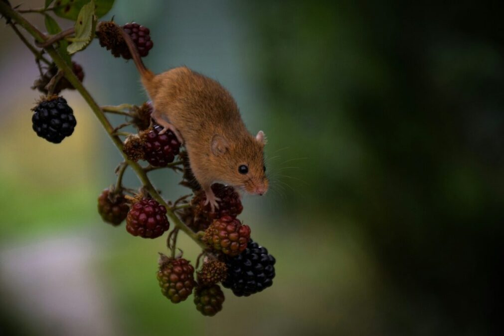 Description Of Rodents,Birds,Crabs