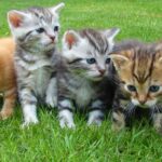 living things - Assorted Color Kittens