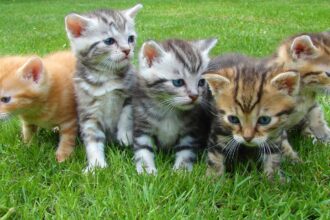 living things - Assorted Color Kittens