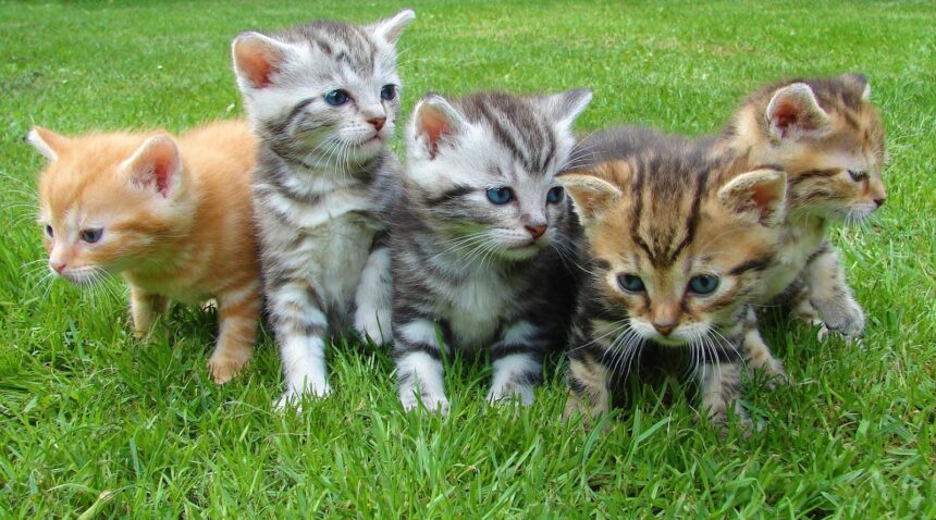 living things - Assorted Color Kittens