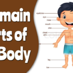 Image for Lesson on The Human Body for Primary 1