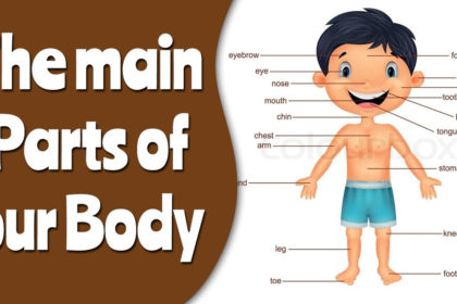 Image for Lesson on The Human Body for Primary 1