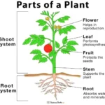 Parts Of Plants And Their Uses