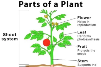 Parts Of Plants And Their Uses