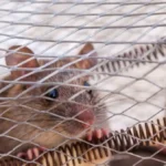 Methods Of Controlling Insects and Rodents