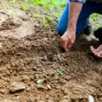 Man Planting Plant