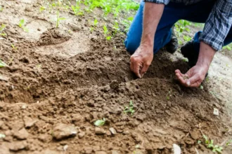 Man Planting Plant