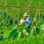 Farmer Watering Crops