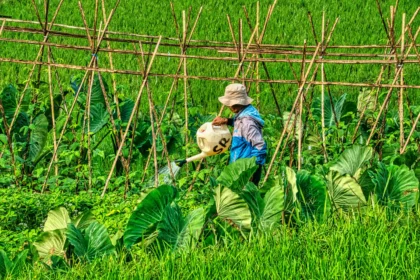 Farmer Watering Crops