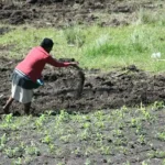 Image for How To Grow Crops; Application Of Fertilizer And Manure (Primary 5)