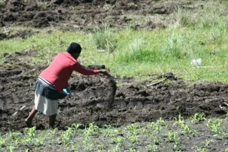 Image for How To Grow Crops; Application Of Fertilizer And Manure (Primary 5)