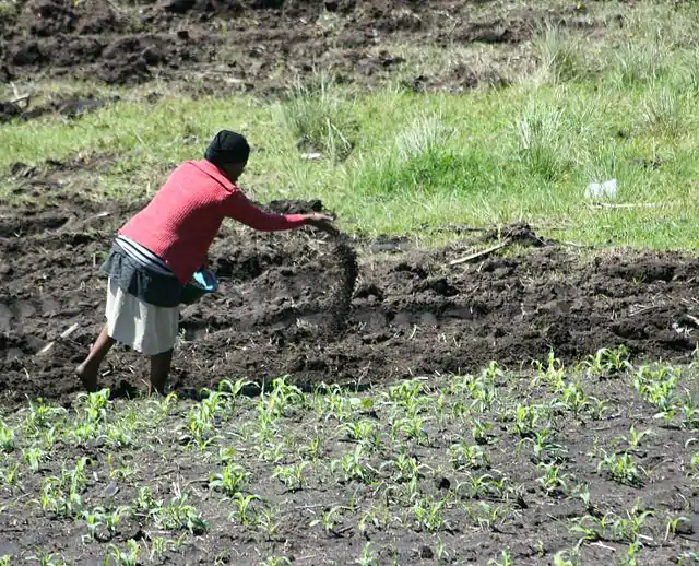 Image for How To Grow Crops; Application Of Fertilizer And Manure (Primary 5)