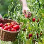 Image for Lesson on Harvesting Matured Crops - How To Grow Crops for Primary 5