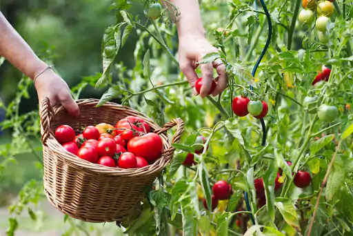 Image for Lesson on Harvesting Matured Crops - How To Grow Crops for Primary 5