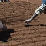 Image for Lesson on How To Grow Crops; Preparation Of Nursery Beds & Sowing for Primary 5