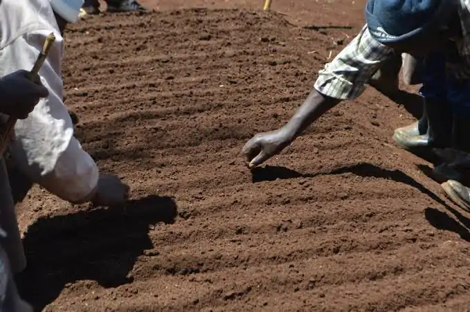 Image for Lesson on How To Grow Crops; Preparation Of Nursery Beds & Sowing for Primary 5