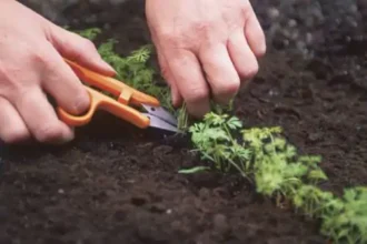 Image for Lesson on How To Grow Crops; Thinning And Supplying for Primary 5