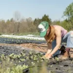 Image for How To Grow Crops: Weeding And Staking For Primary 5