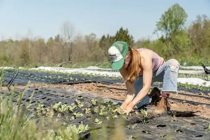 Image for How To Grow Crops: Weeding And Staking For Primary 5