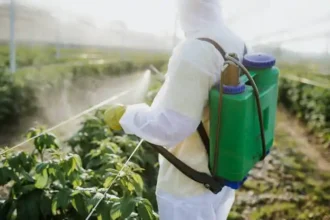 Image for Application Of Pesticides - How To Grow Crops for Primary 5