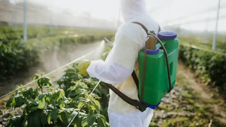 Image for Application Of Pesticides - How To Grow Crops for Primary 5